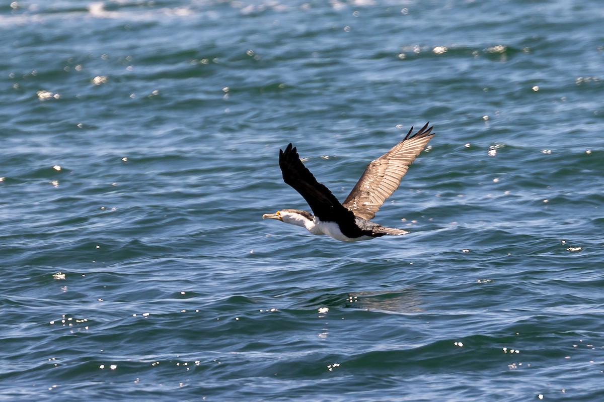 australskarv - ML645985196