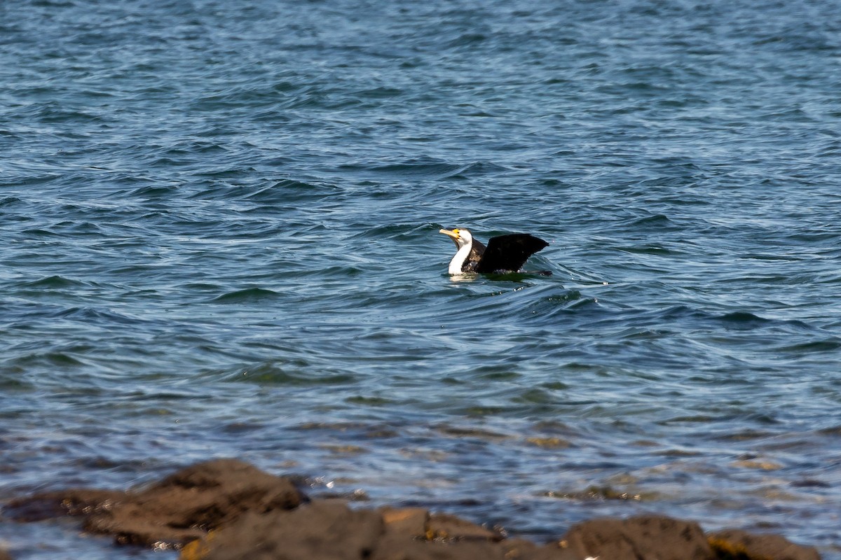 australskarv - ML645985197