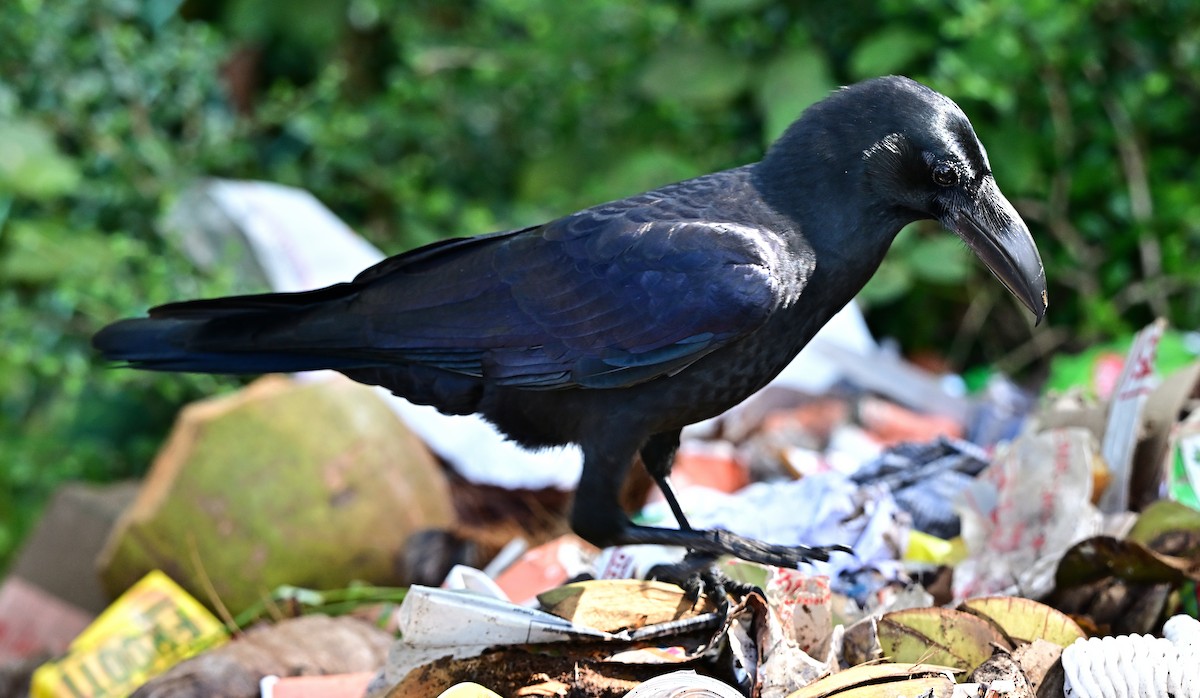 tykknebbkråke - ML645985198