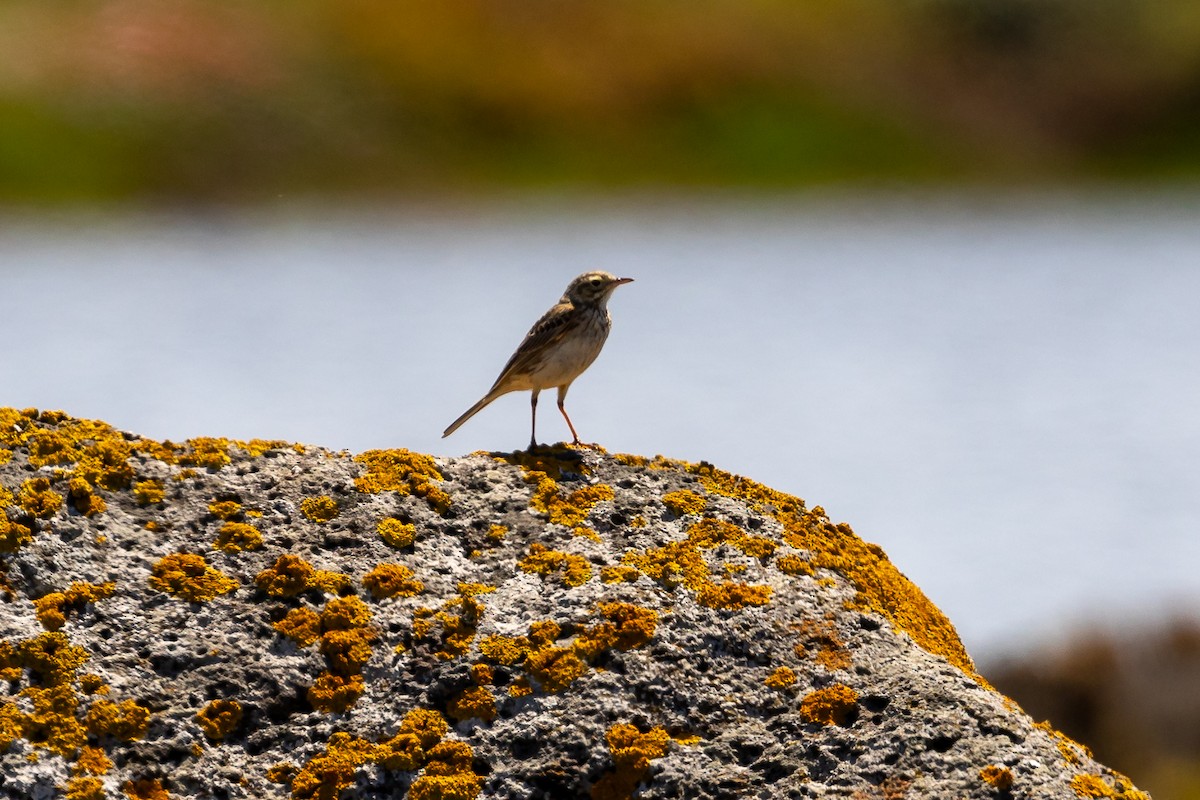 australiapiplerke - ML645985199