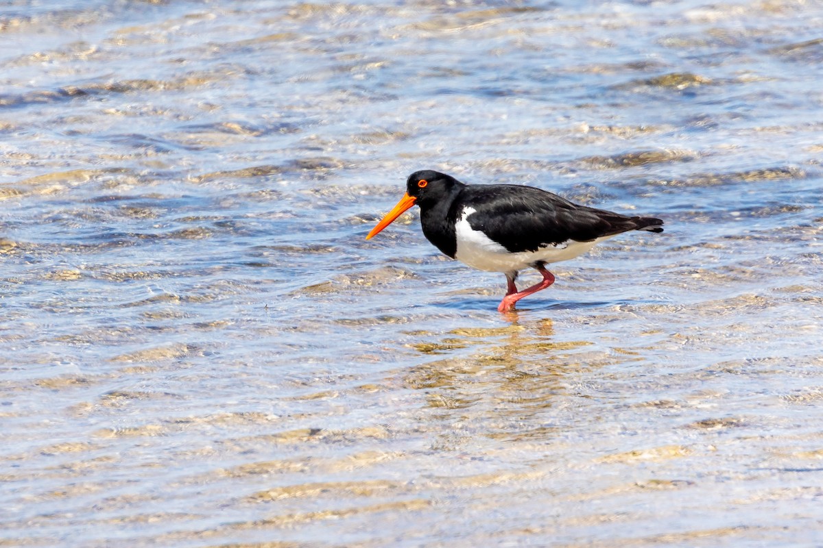 australiatjeld - ML645985200