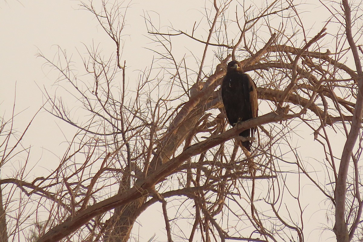 Steppe Eagle - ML645985206