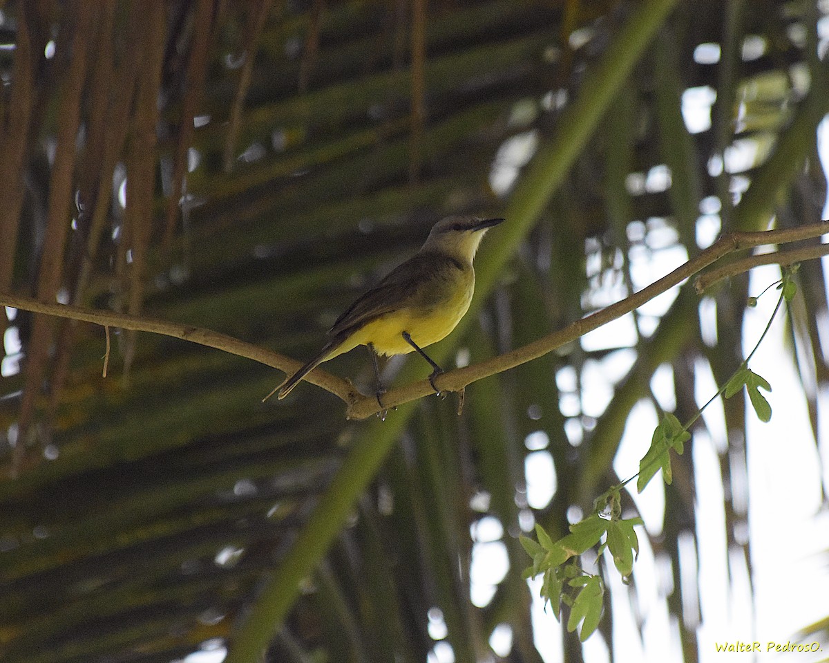 Cattle Tyrant - ML645985207