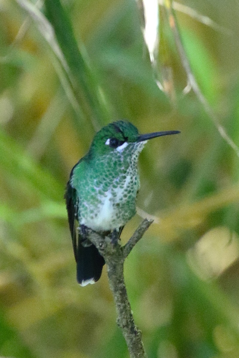 Green-crowned Brilliant - ML645985209