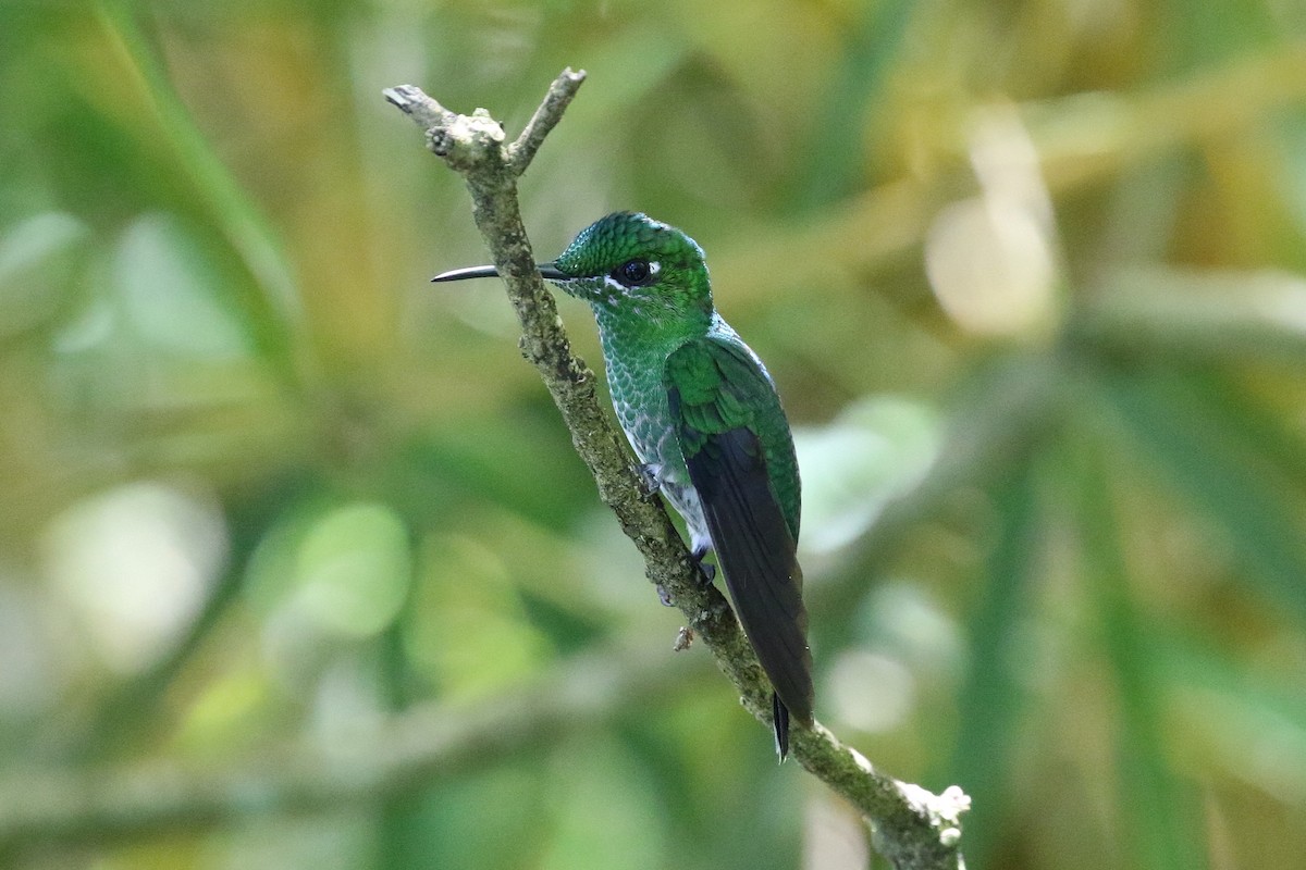 Green-crowned Brilliant - ML645985210