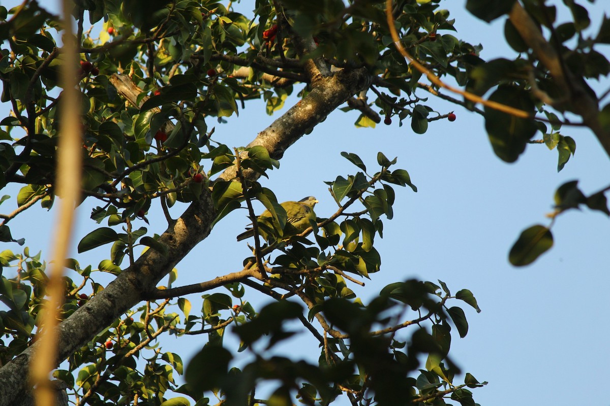 Yellow-footed Green-Pigeon - ML645985213