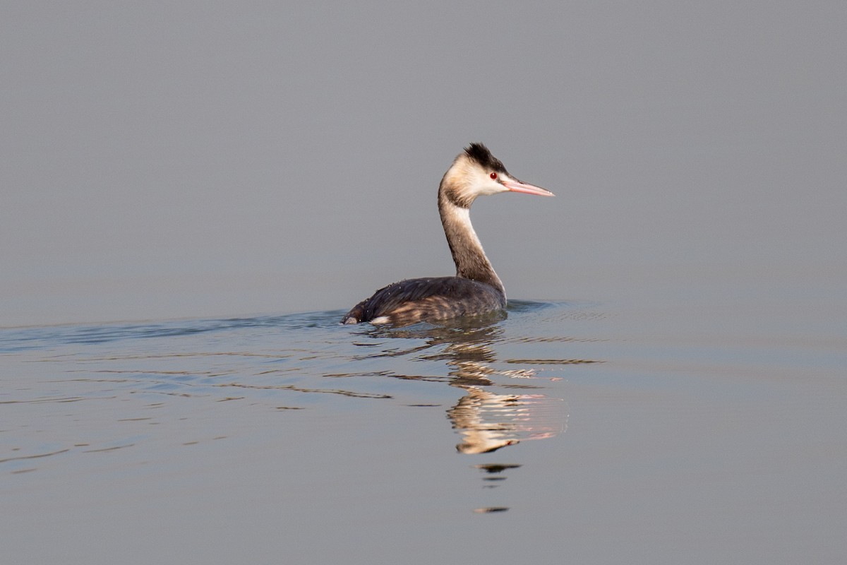 Great Crested Grebe - ML645985214