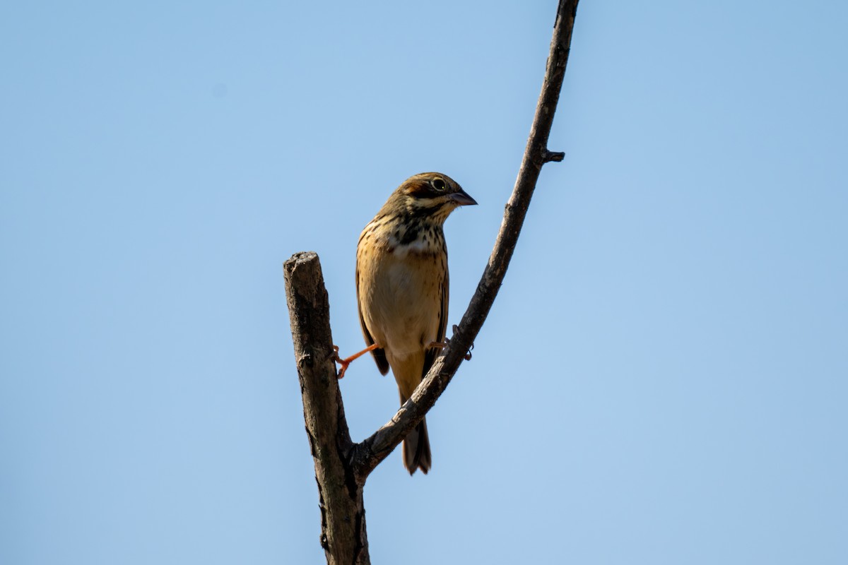 Chestnut-eared Bunting - ML645985215
