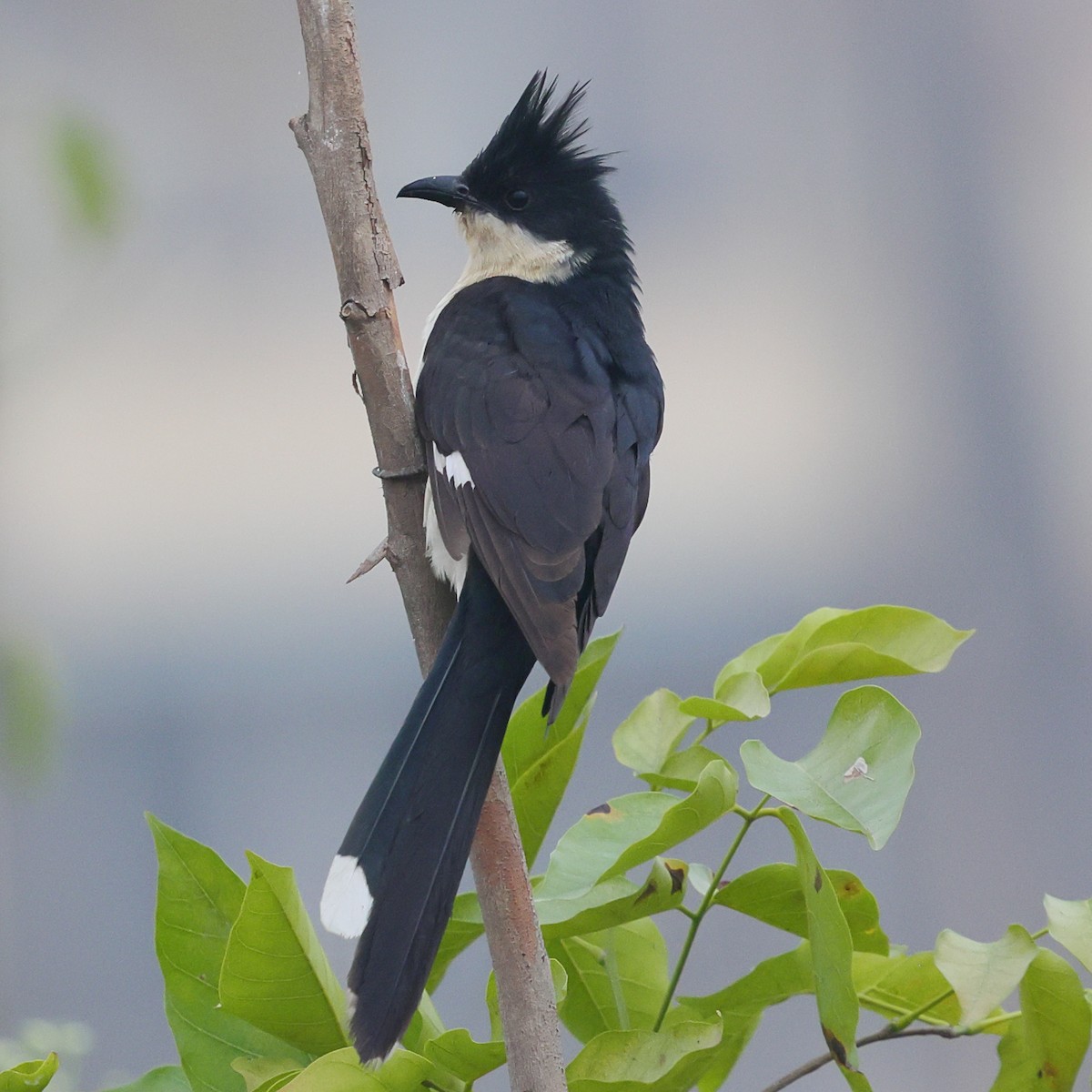 Pied Cuckoo - ML645985218