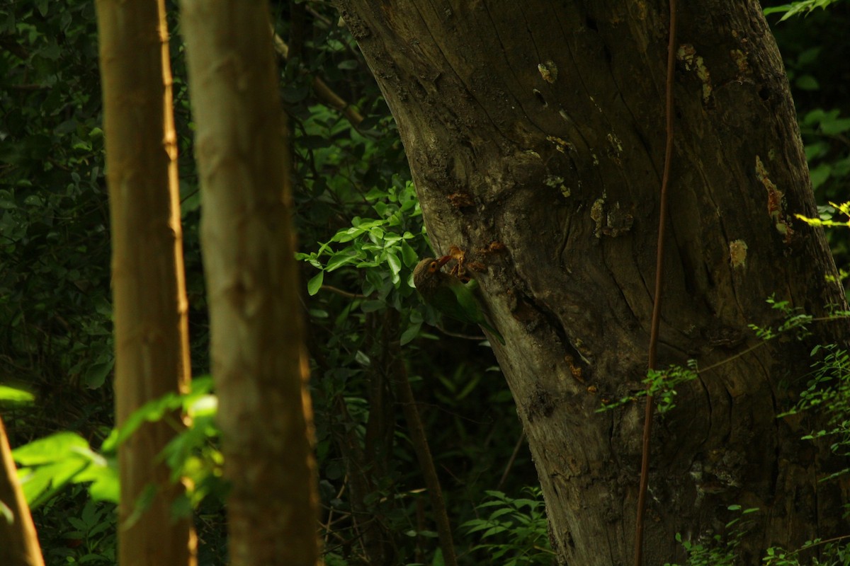 Brown-headed Barbet - ML645985219