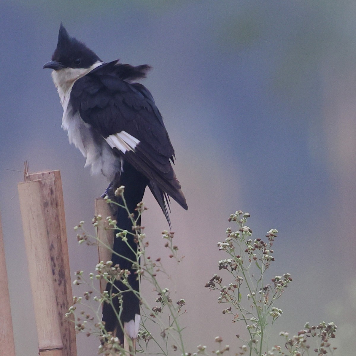 Pied Cuckoo - ML645985220
