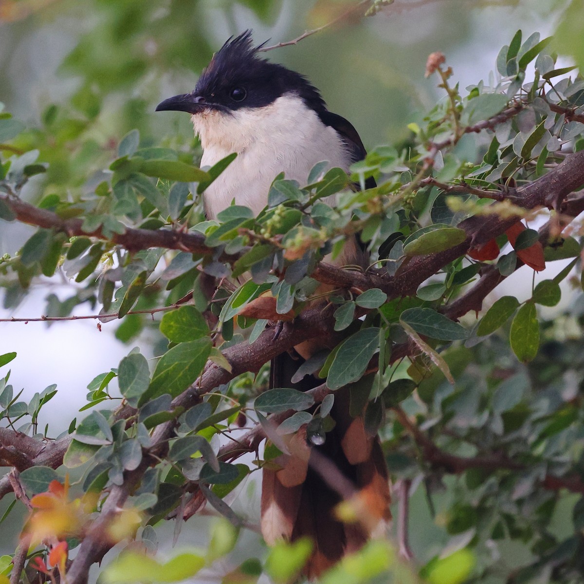 Pied Cuckoo - ML645985221