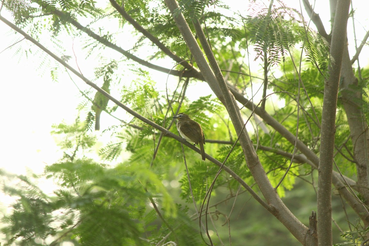 White-browed Bulbul - ML645985222