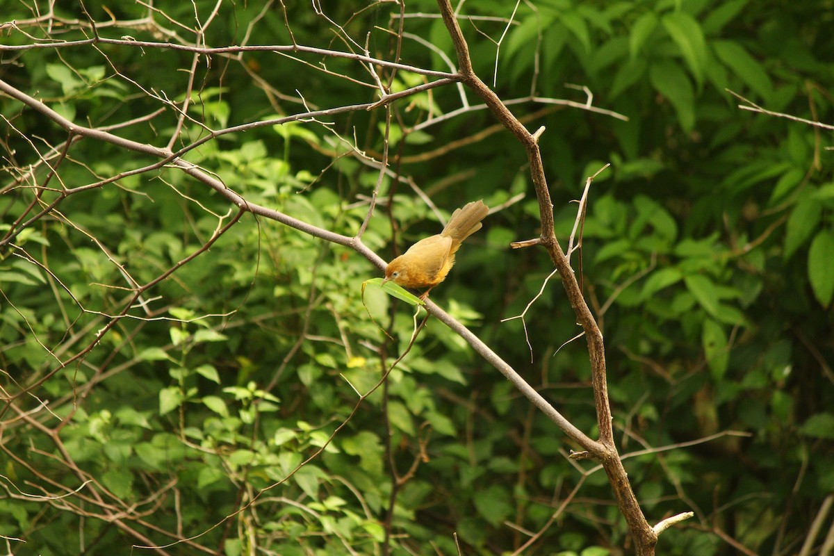 Tawny-bellied Babbler - ML645985230