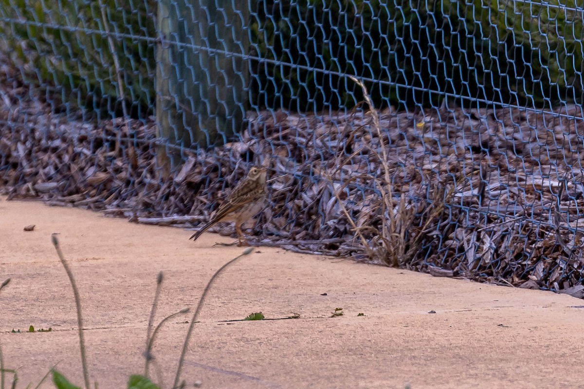 Australian Pipit - ML645985234