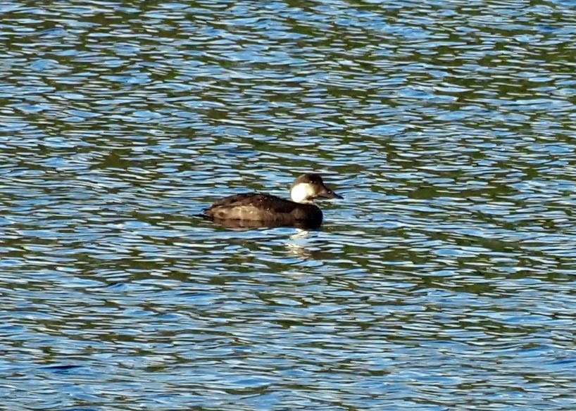 Common Scoter - ML645985238