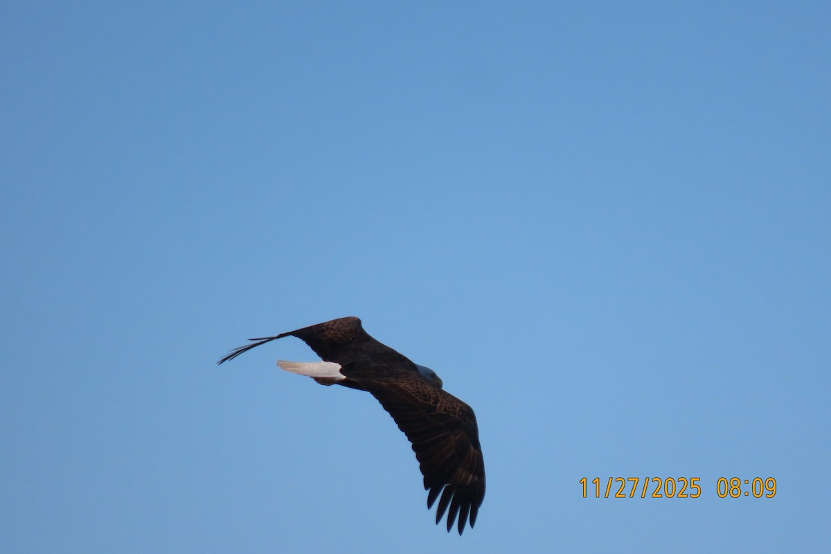 Bald Eagle - ML645985243