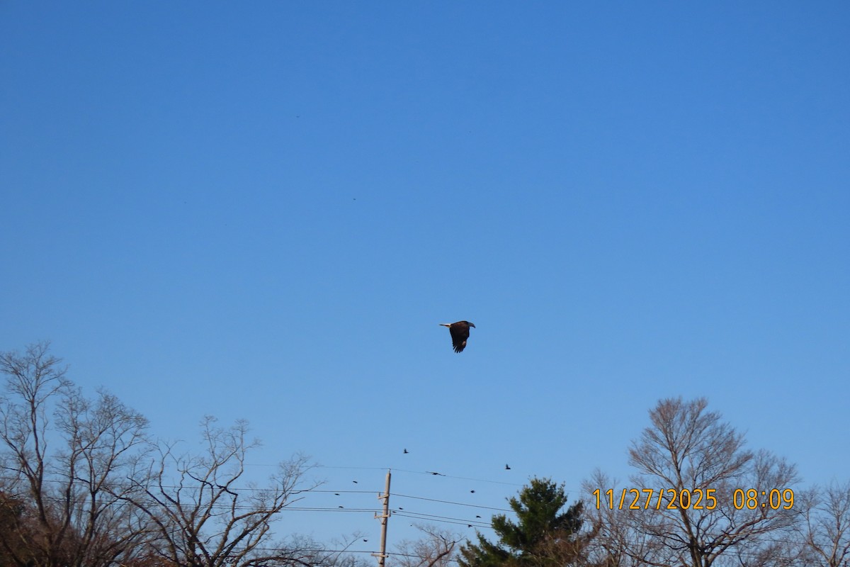 Bald Eagle - ML645985244