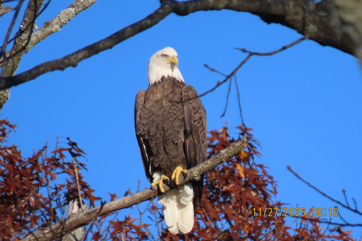 Bald Eagle - ML645985245