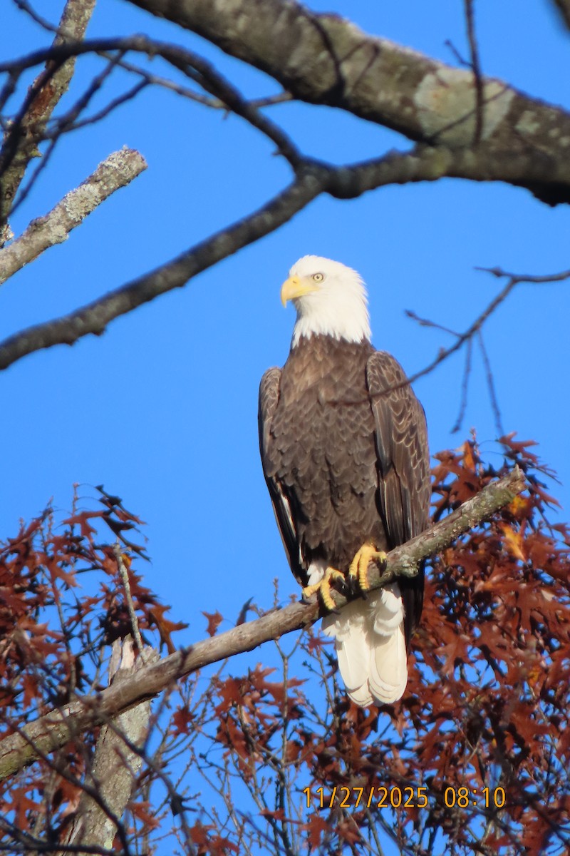 Bald Eagle - ML645985246