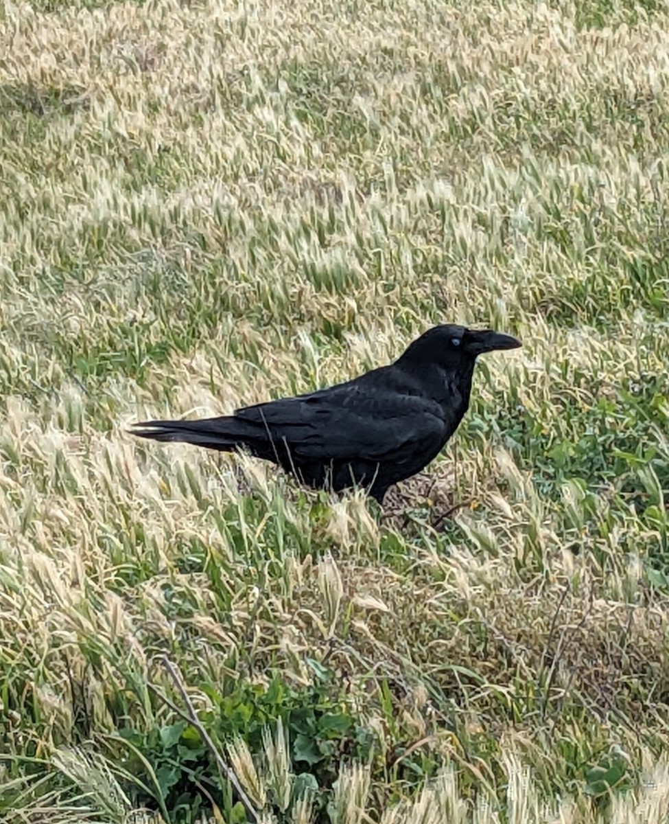 Common Raven - ML645985247