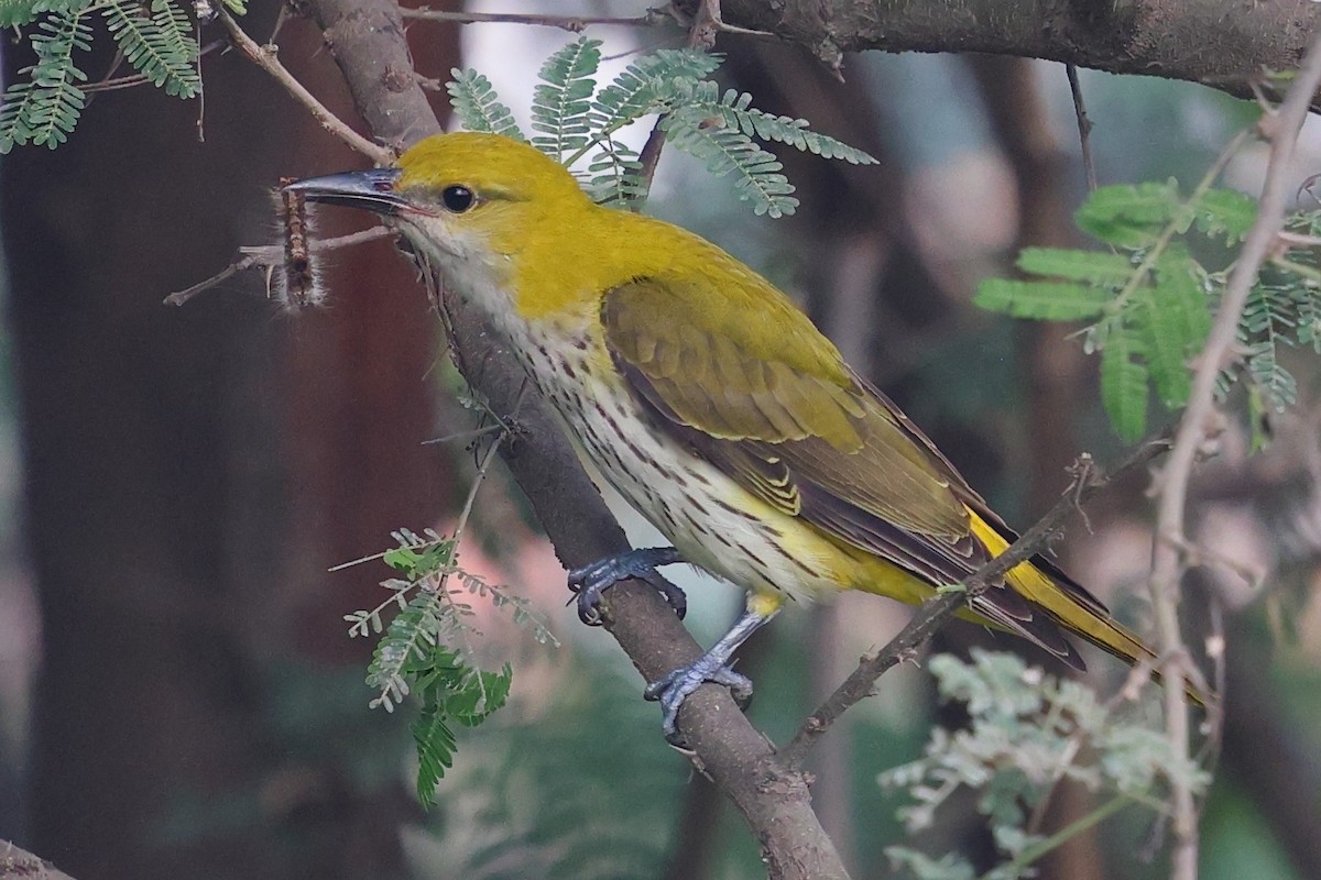 Вивільга індійська - ML645985248