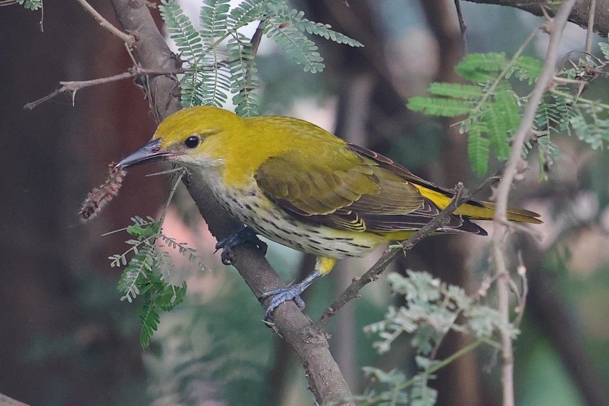 Вивільга індійська - ML645985250