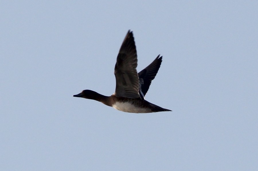 Silbón Europeo - ML645985252