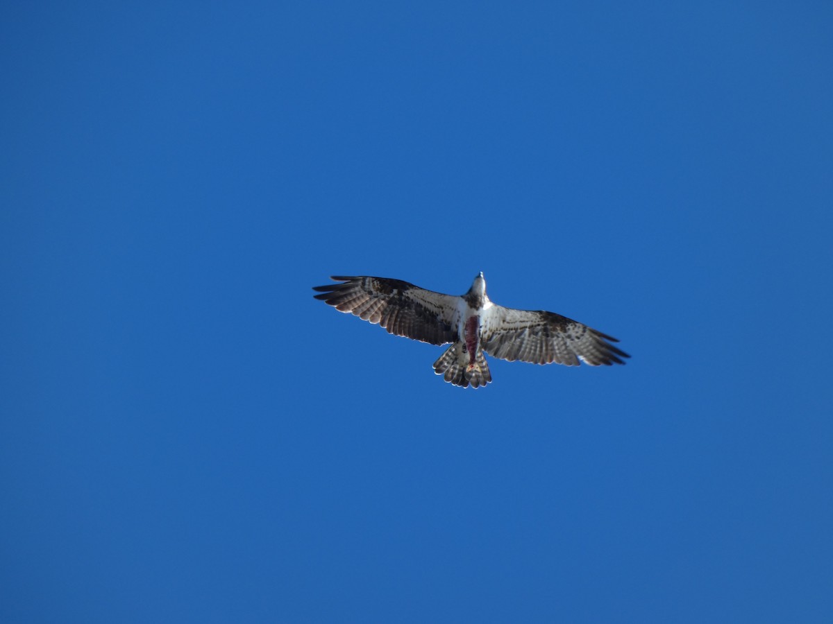 Águila Pescadora - ML645985253