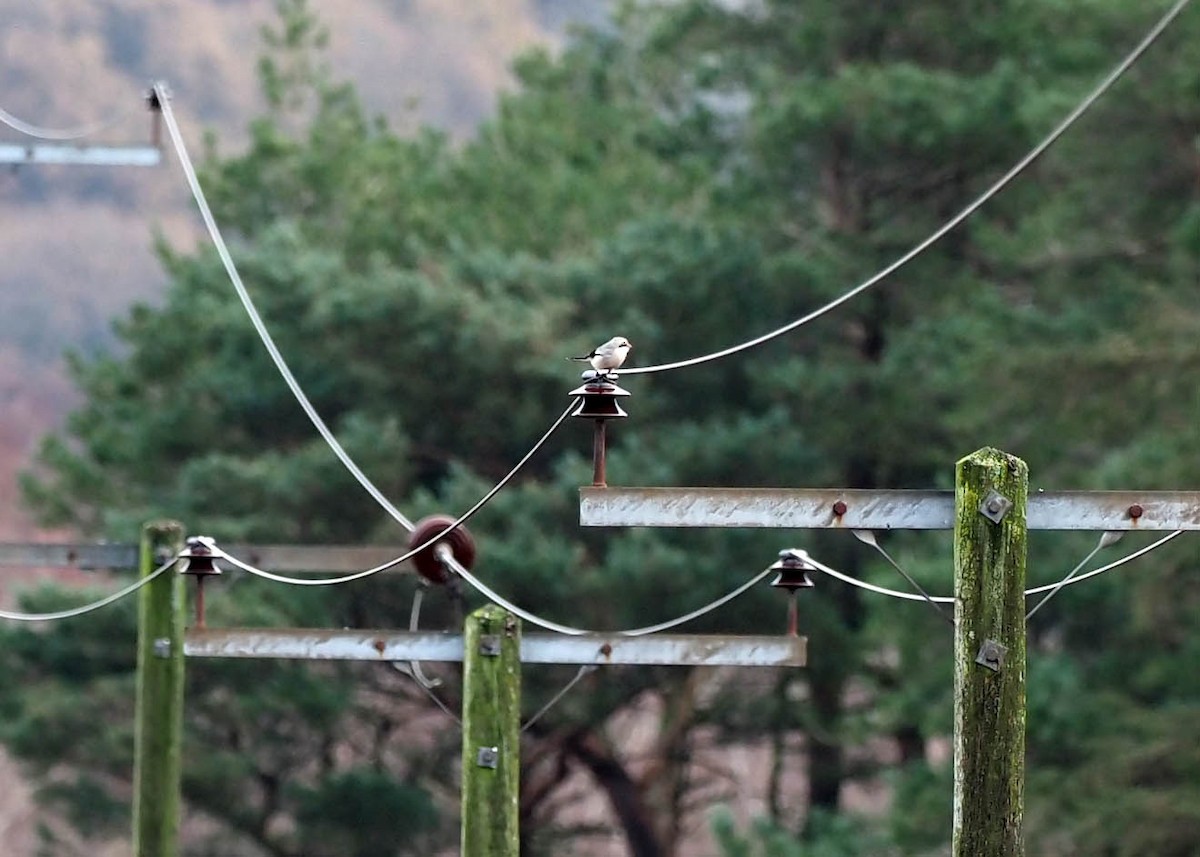 Alcaudón Norteño - ML645985254