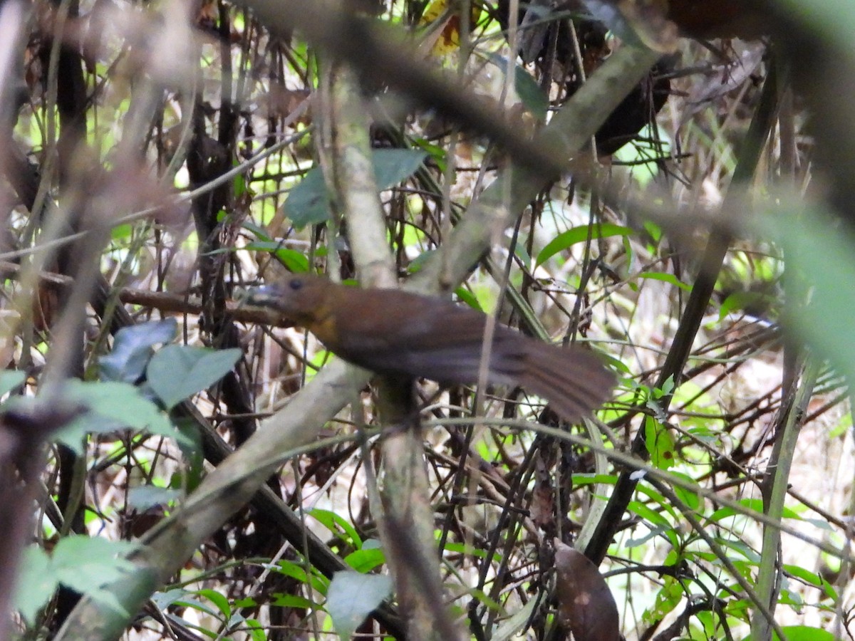 Habia Gorjirroja - ML645985257