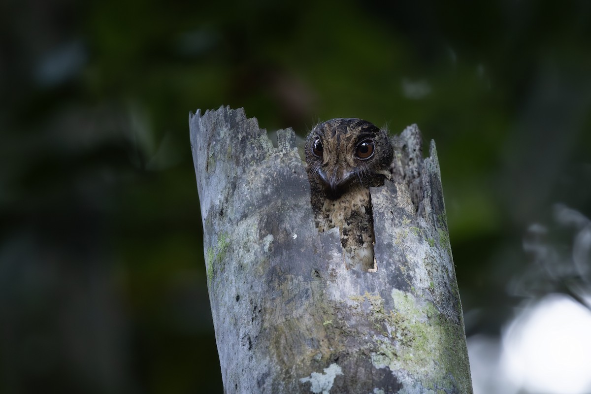 Egotelo Moluqueño - ML645985259