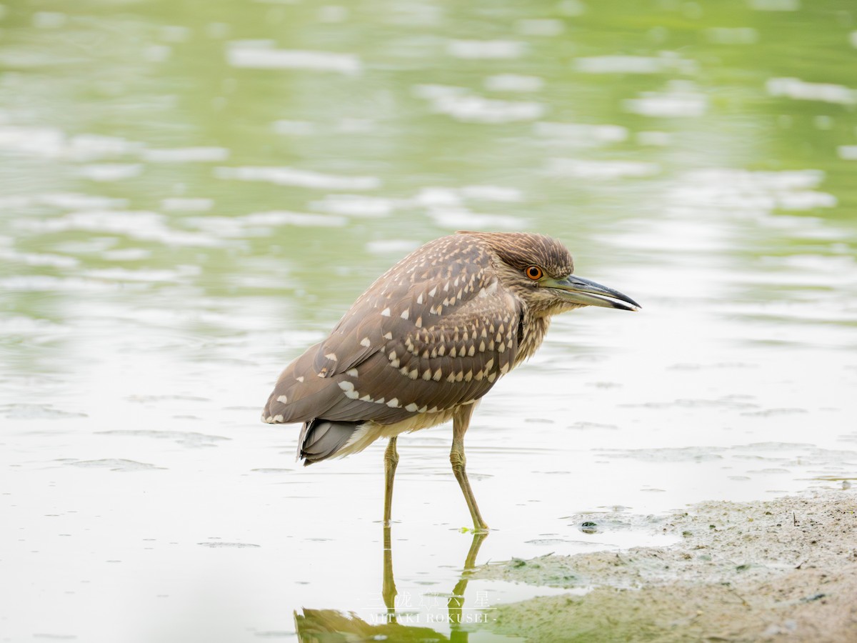 Martinete Común - ML645985260