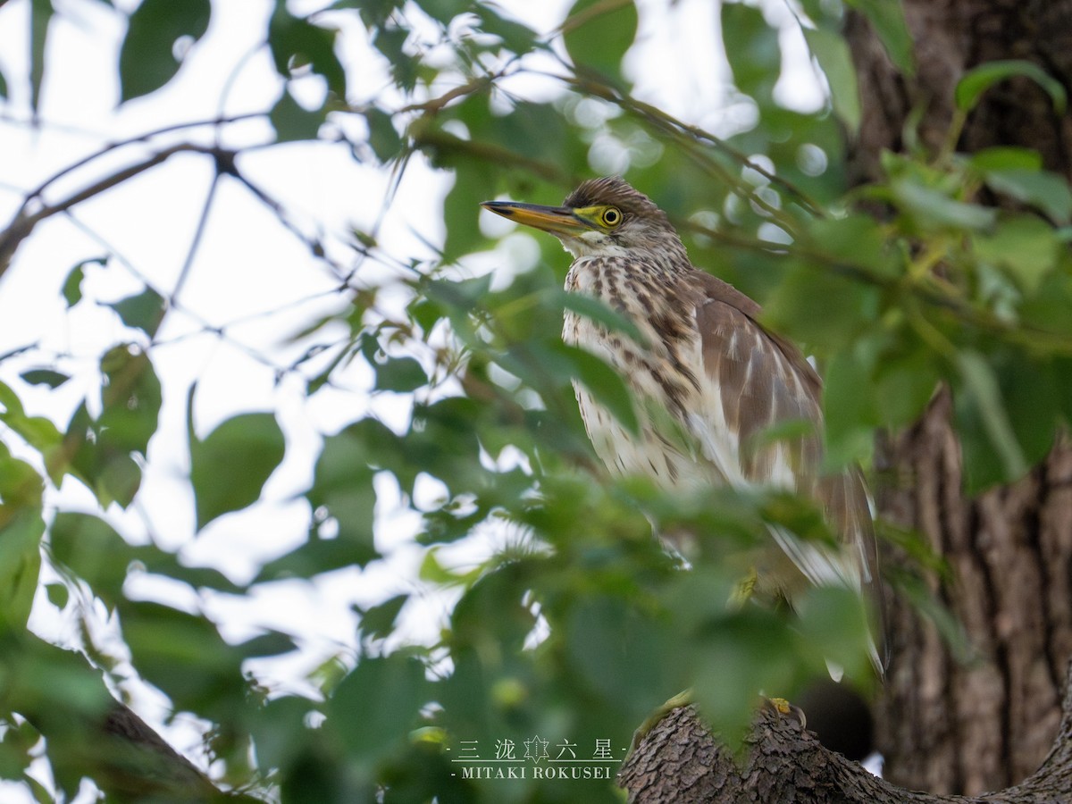 Garcilla China - ML645985261