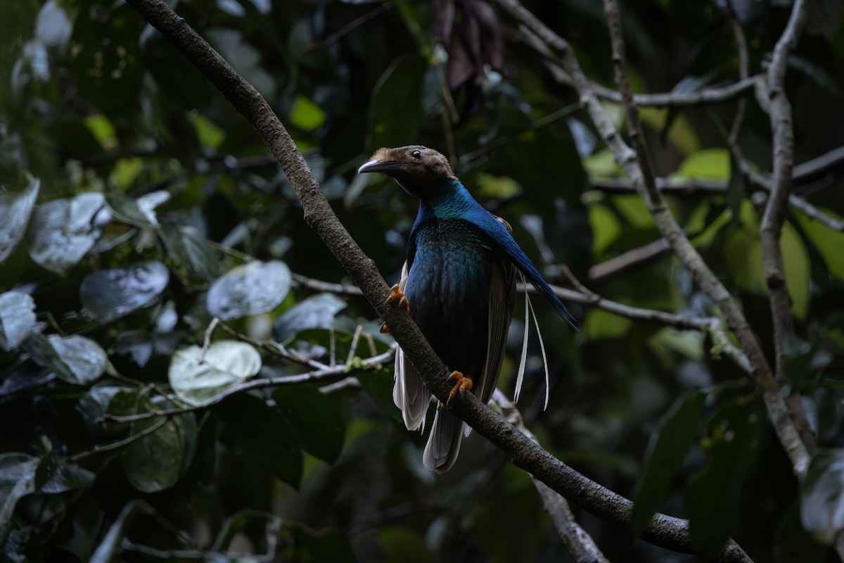 Ave del Paraíso de Wallace - ML645985262