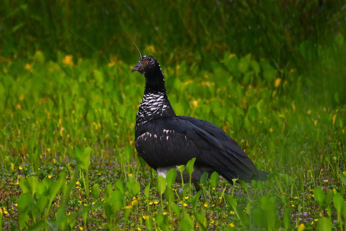 kamiš růžkatý - ML645985263