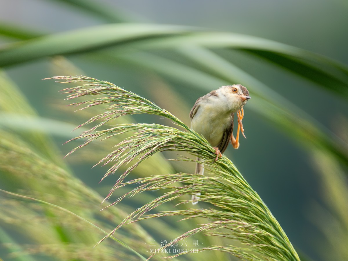 Prinia Sencilla - ML645985264