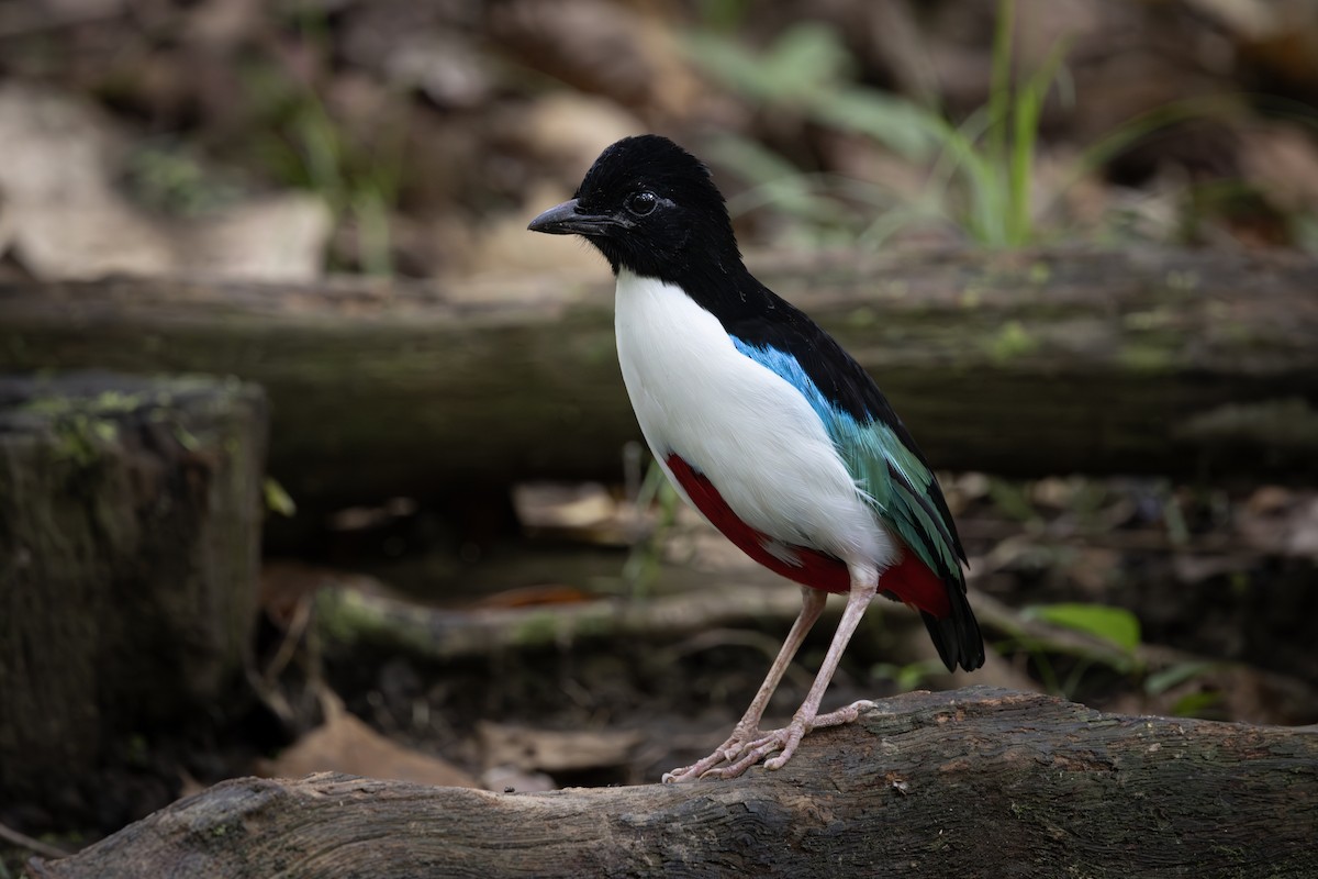 Pita de Halmahera - ML645985265