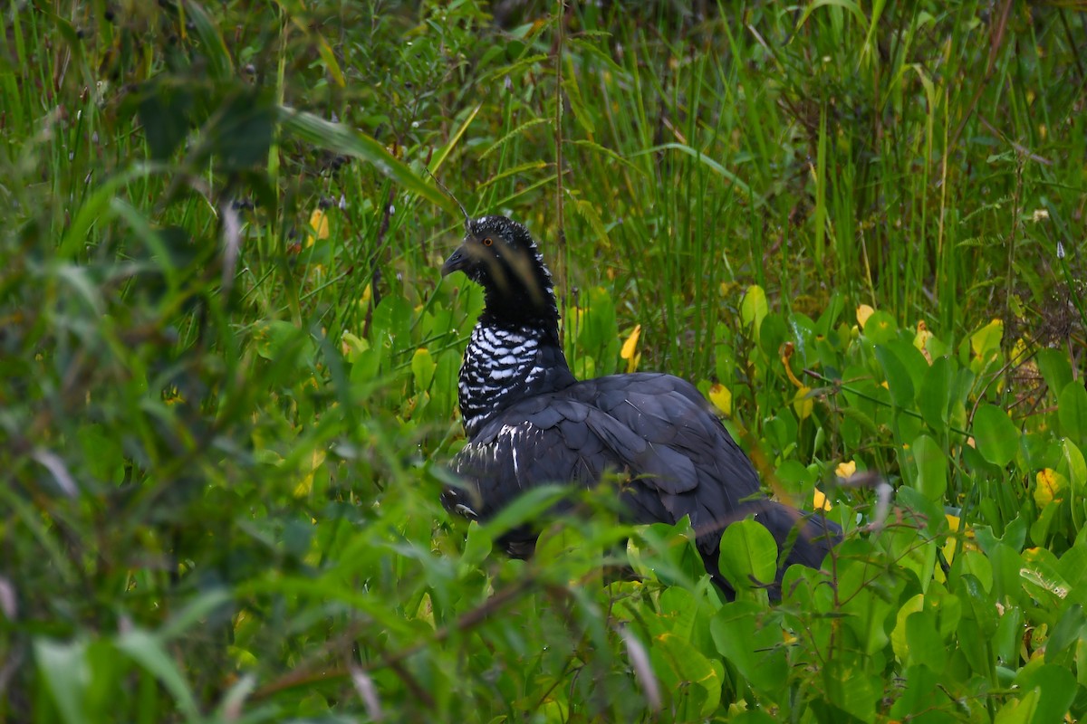 kamiš růžkatý - ML645985267