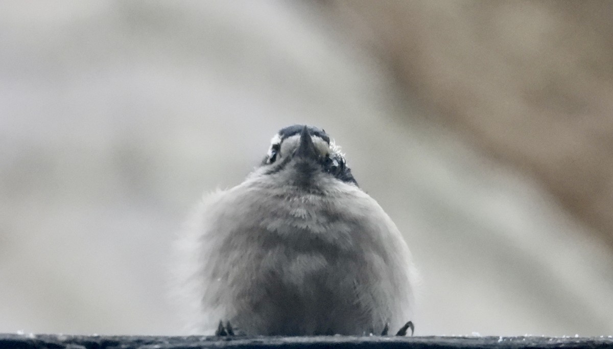 Pico Pubescente (pubescens/medianus) - ML645985268
