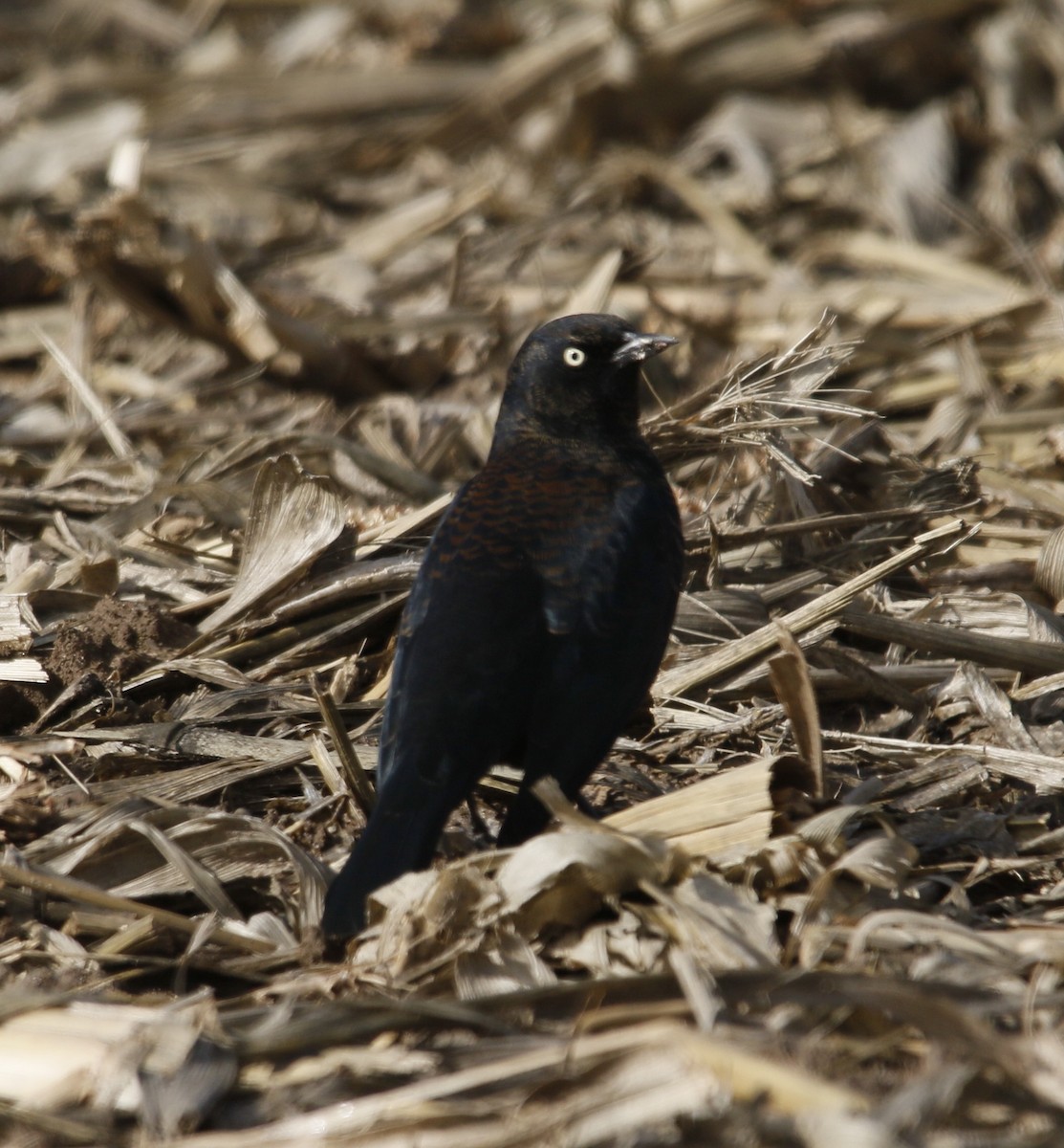 Zanate Canadiense - ML645985269