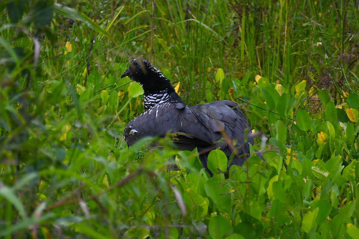 kamiš růžkatý - ML645985270