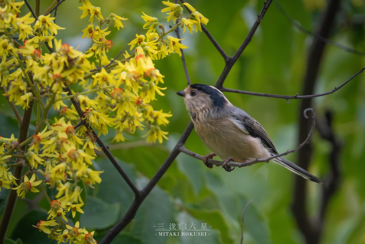 Mito Gorjigrís - ML645985271
