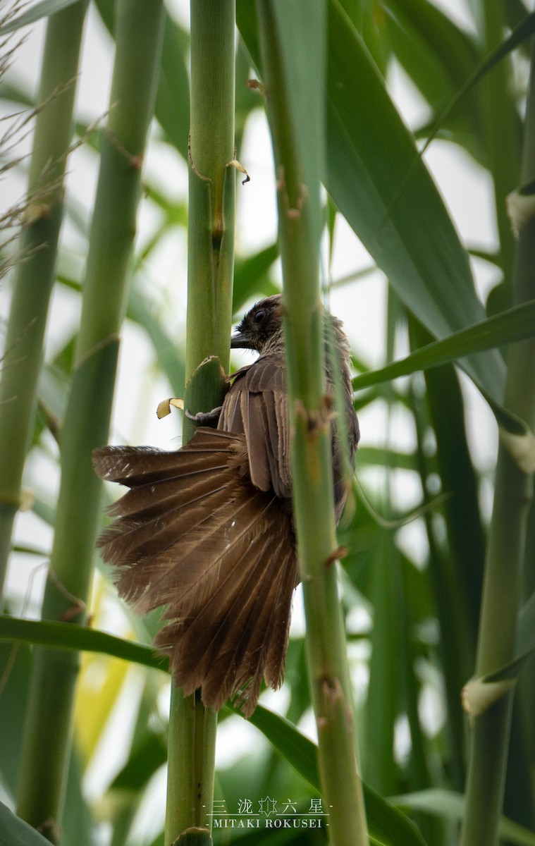 Charlatán Enmascarado - ML645985272