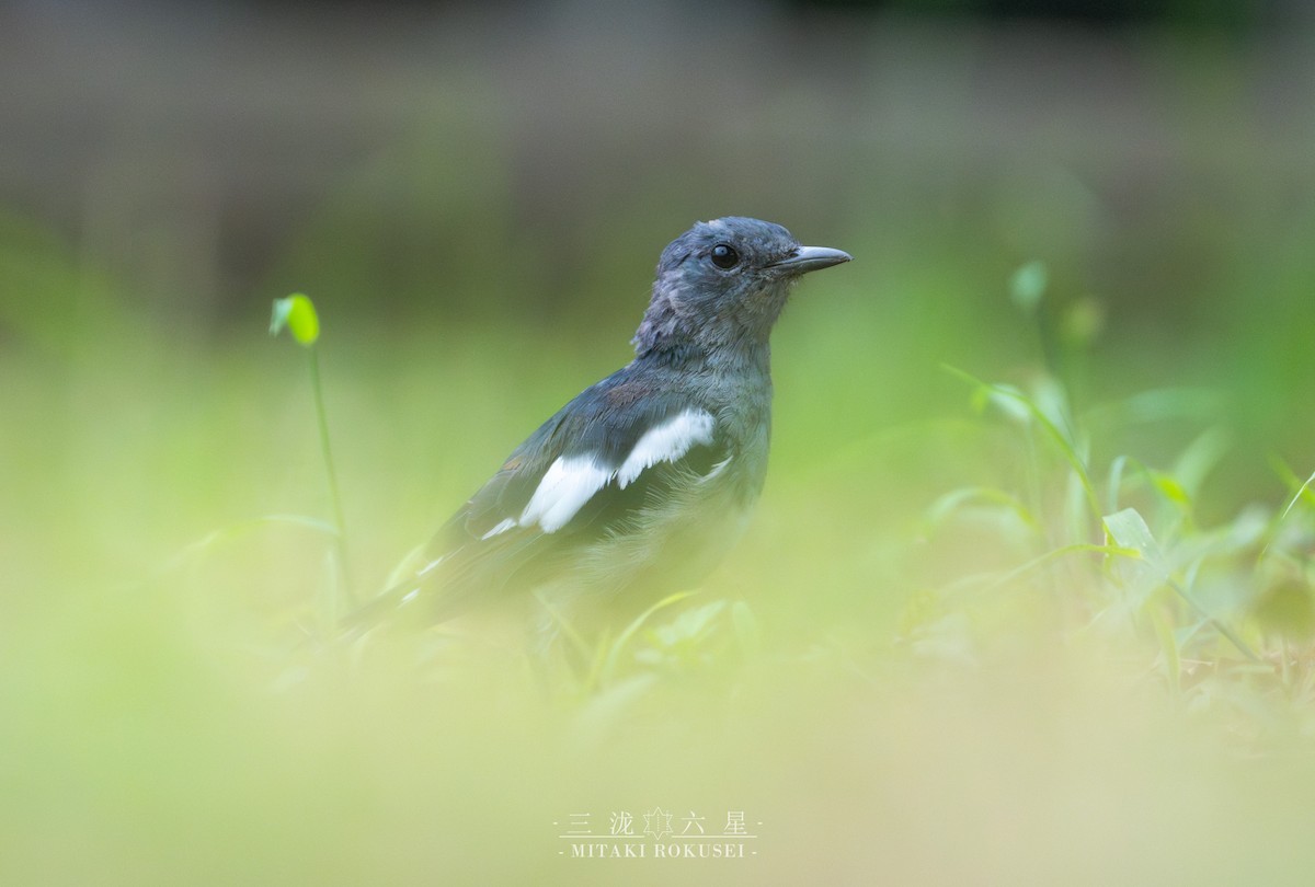 Shama Oriental - ML645985273