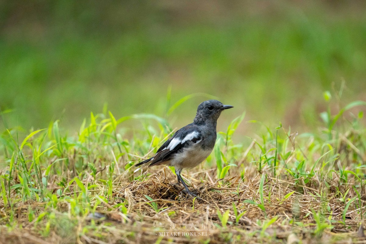 Shama Oriental - ML645985274