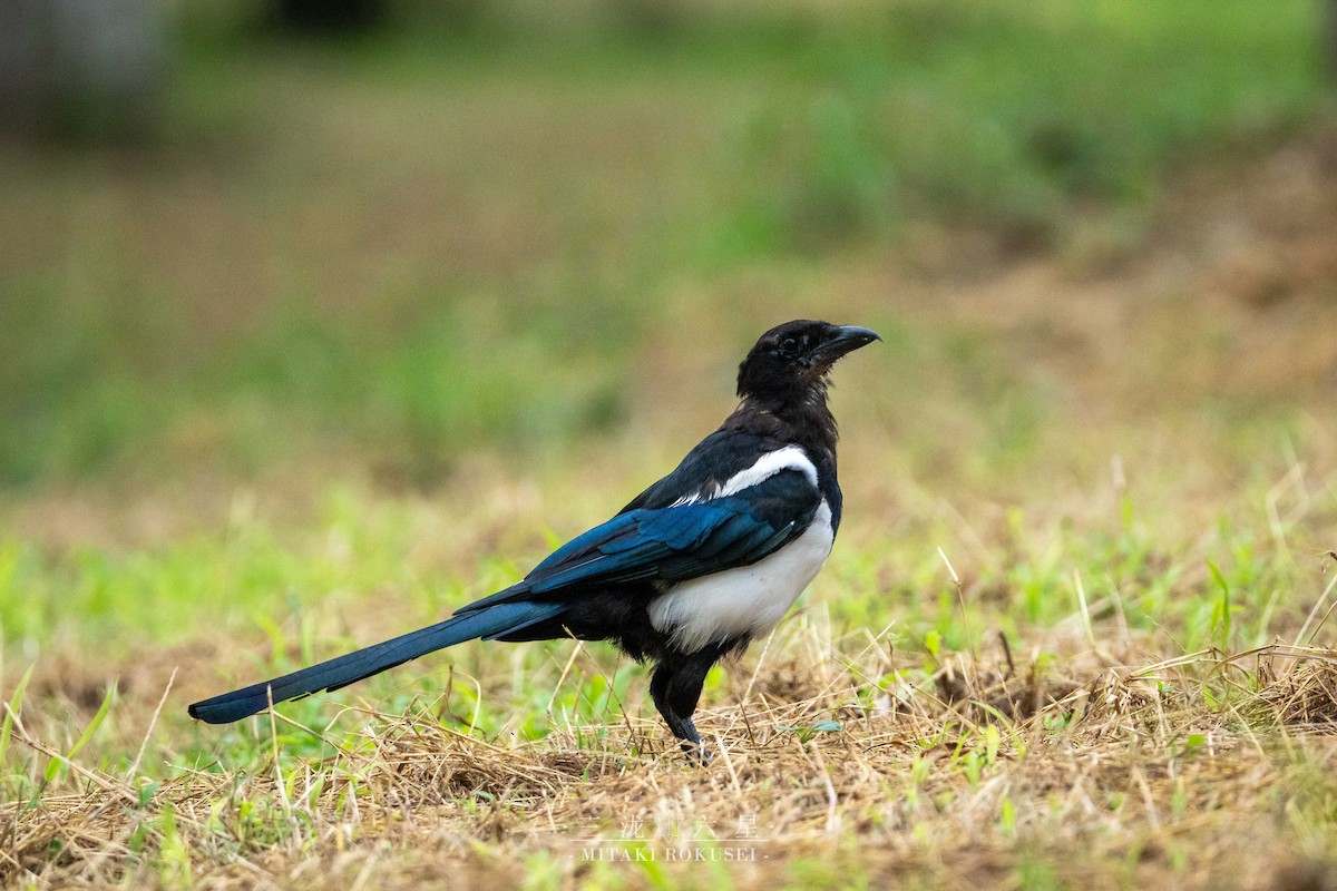 Urraca Oriental - ML645985276