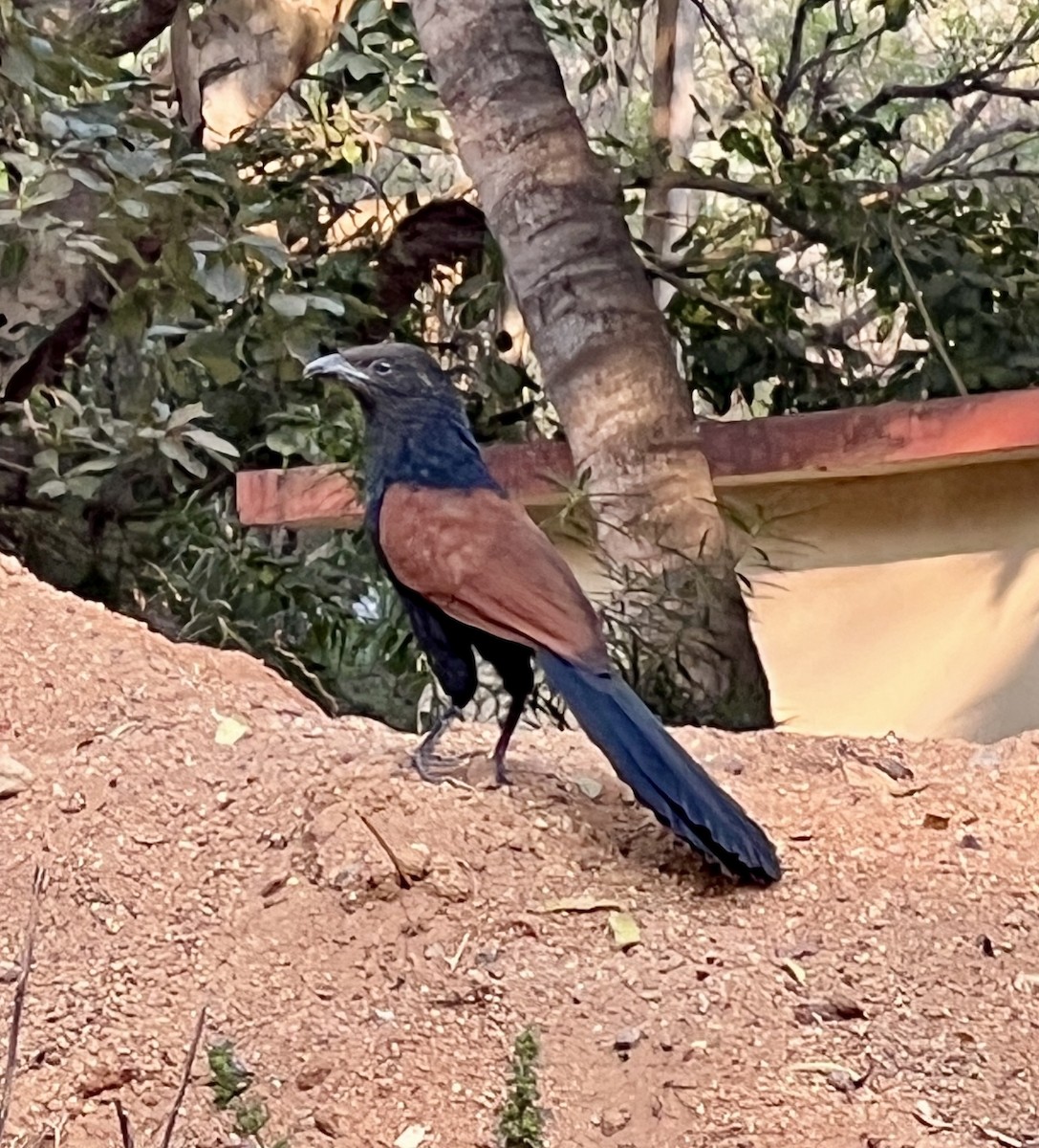 Koel Occidental - ML645985277