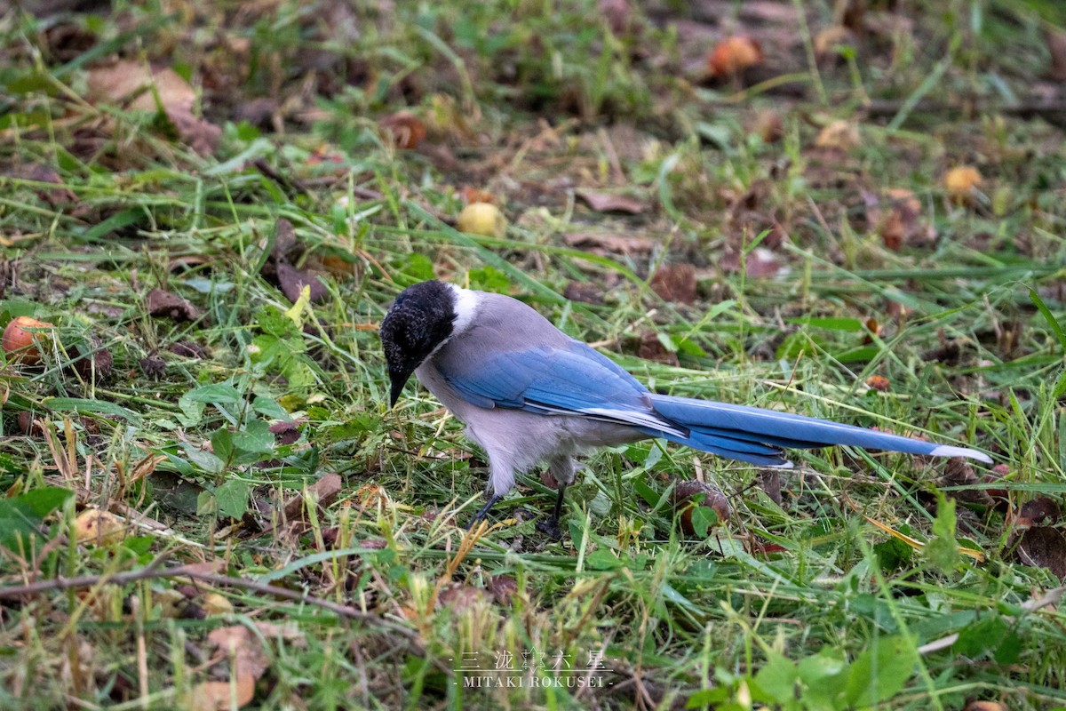 Rabilargo Asiático - ML645985278