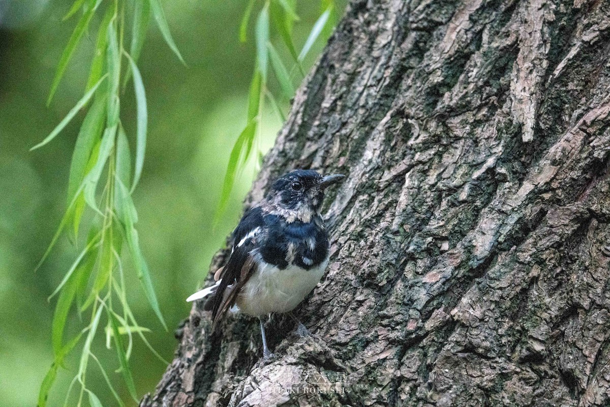 Shama Oriental - ML645985279